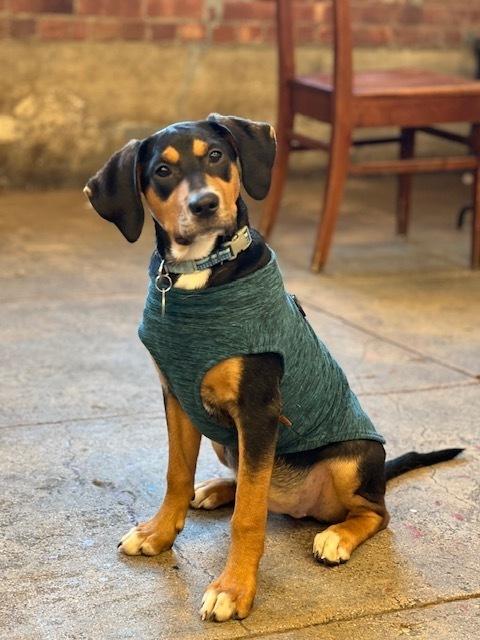 Delta, Adoptable, Puppy Female Hound & Coonhound.