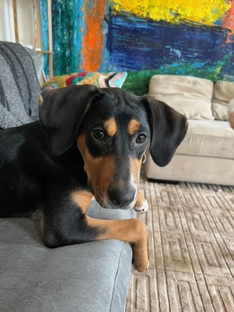 Enlarge Delta, a Adoptable mixed breed in Manhattan, NY image 2/4