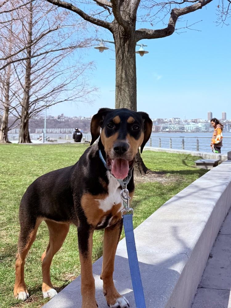 Enlarge Delta, a Adoptable mixed breed in Manhattan, NY image 3/4