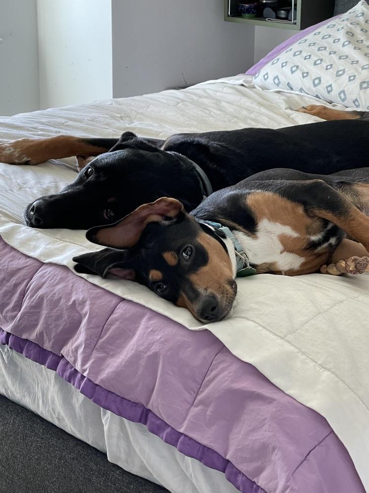 Enlarge Delta, a Adoptable mixed breed in Manhattan, NY image 4/4