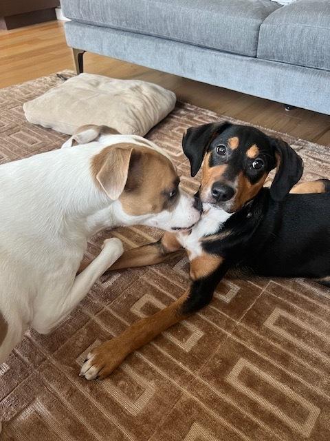 Enlarge Delta, a Adoptable mixed breed in Manhattan, NY image 2/3