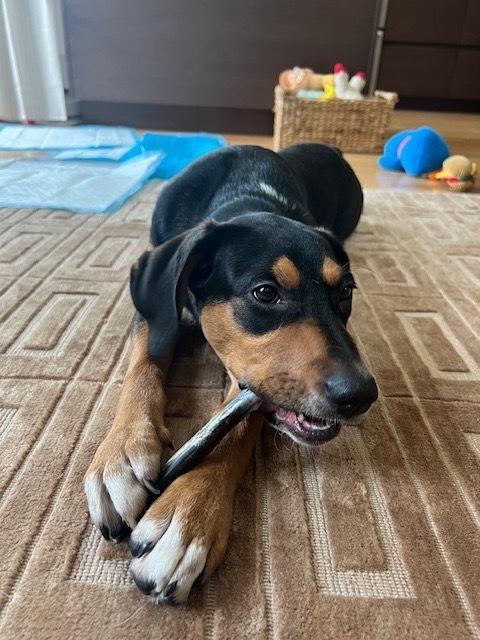 Enlarge Delta, a Adoptable mixed breed in Manhattan, NY image 3/3