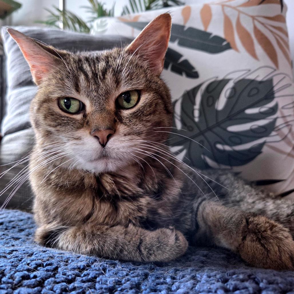 Enlarge Ladi C6822, a Adoptable mixed breed in Princeton, MN image 1/6