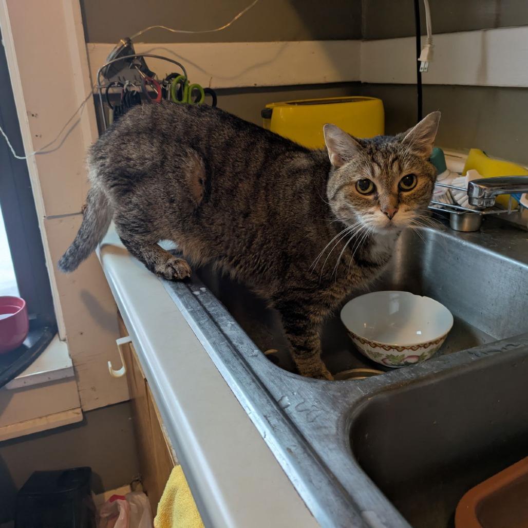 Ladi C6822 — thumbnail 3