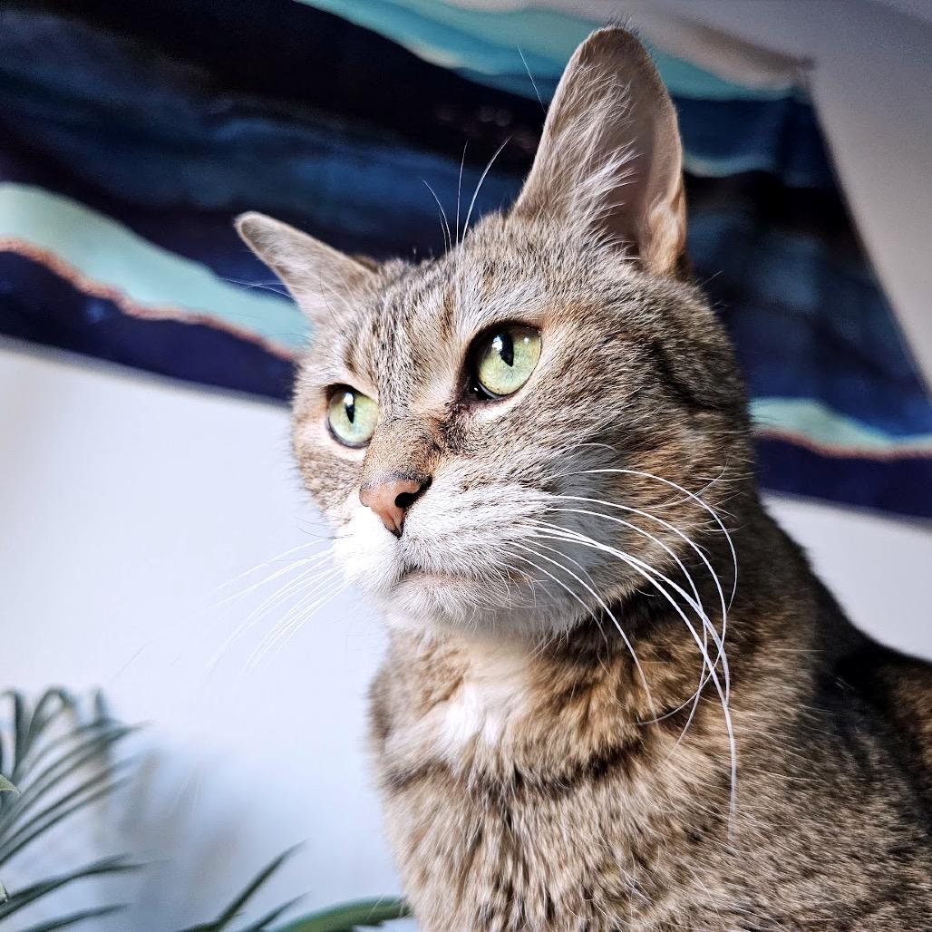 Enlarge Ladi C6822, a Adoptable mixed breed in Princeton, MN image 4/6
