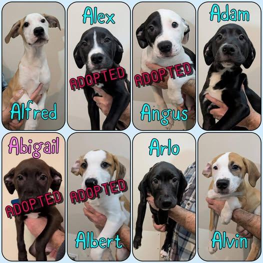 "A" Litter - puppies , adopted, Young Male Boxer & Labrador Retriever.