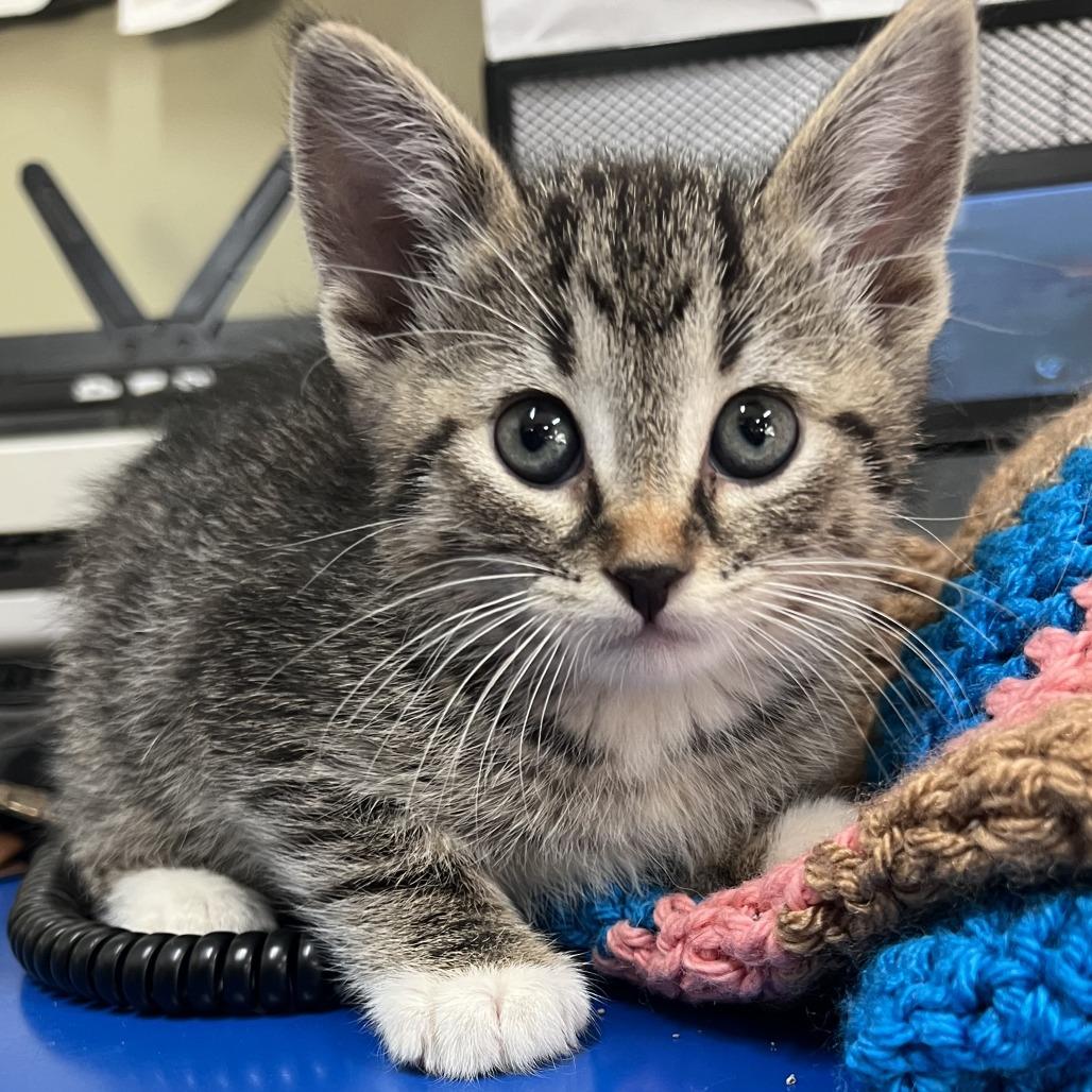 Enlarge Cookie Monster, a Adoptable Domestic Short Hair in Wadena, MN image 1/6