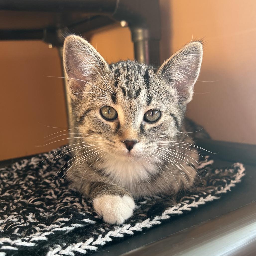 Enlarge Cookie Monster, a Adoptable Domestic Short Hair in Wadena, MN image 2/6