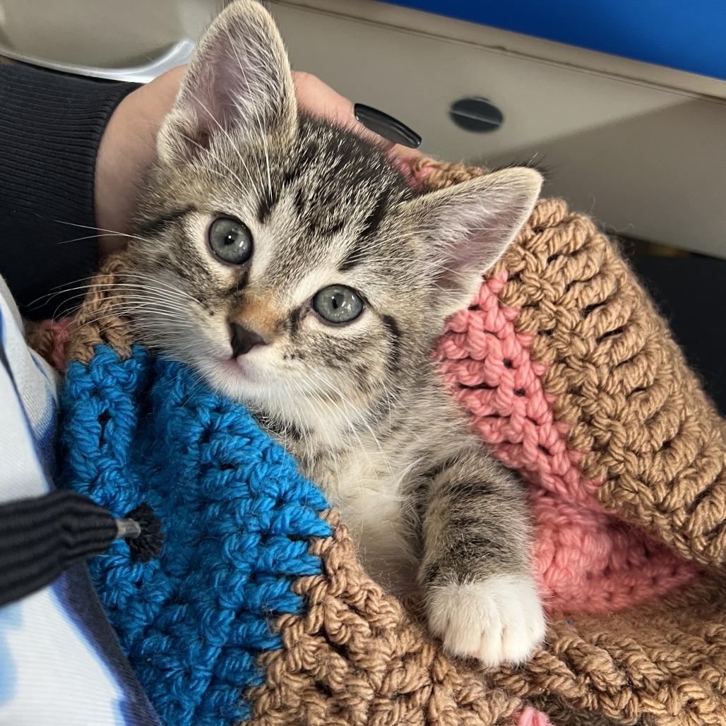 Enlarge Cookie Monster, a Adoptable Domestic Short Hair in Wadena, MN image 3/6