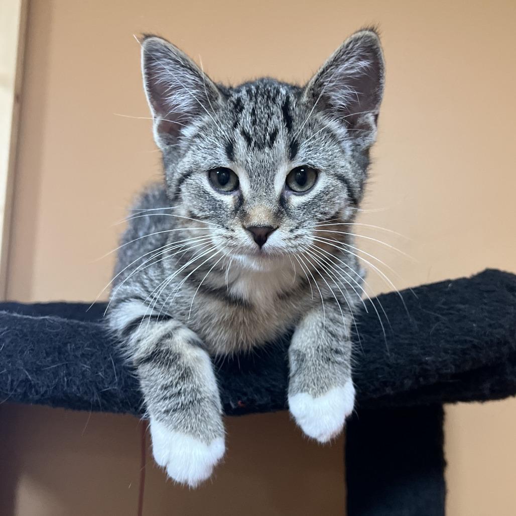 Enlarge Cookie Monster, a Adoptable Domestic Short Hair in Wadena, MN image 4/6