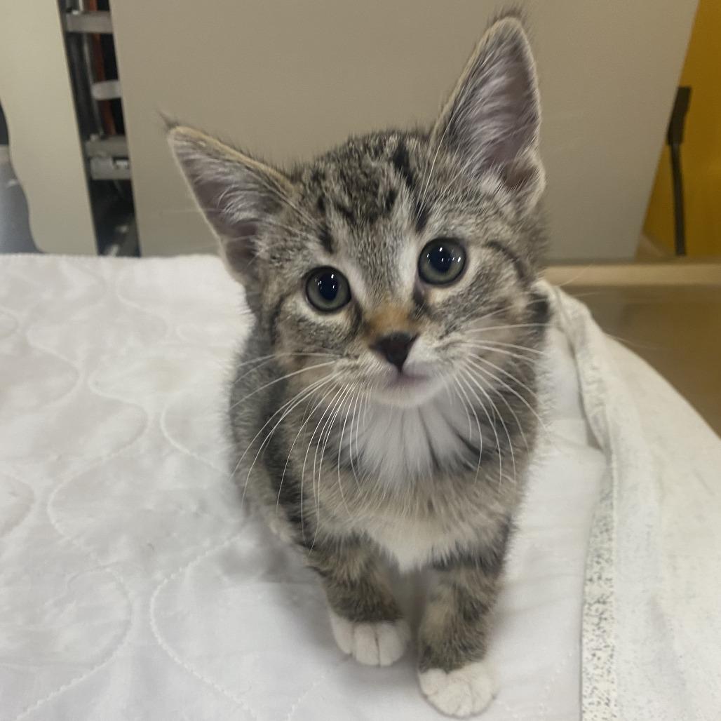 Enlarge Cookie Monster, a Adoptable Domestic Short Hair in Wadena, MN image 5/6