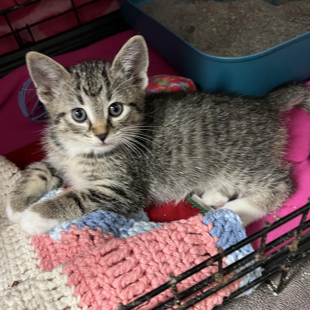 Enlarge Cookie Monster, a Adoptable Domestic Short Hair in Wadena, MN image 6/6