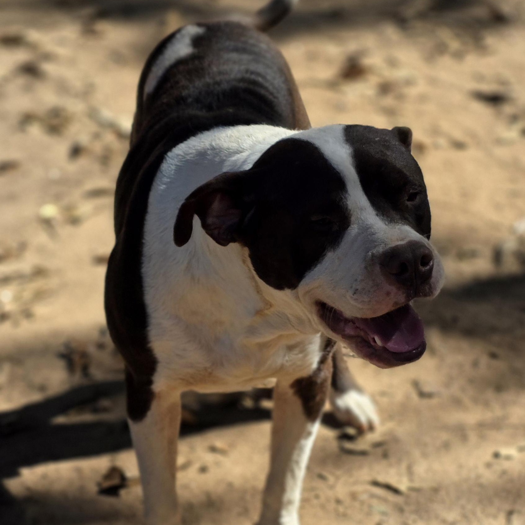 Enlarge Freddy, a Adoptable mixed breed in Bowersville, GA image 5/5