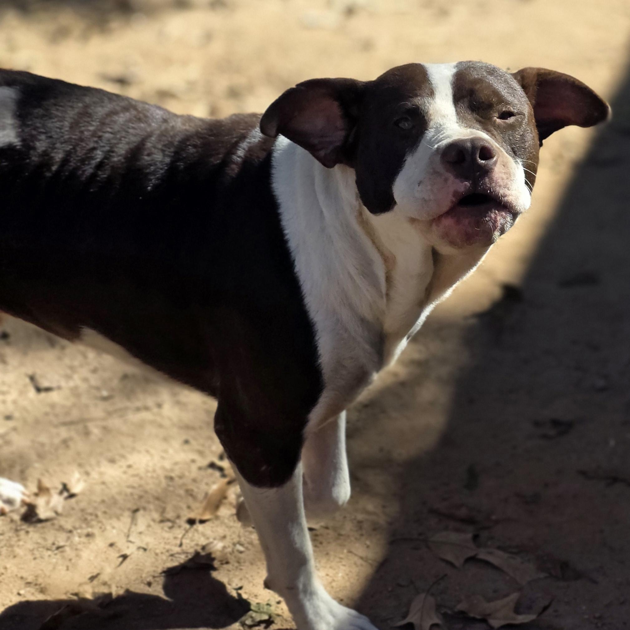Enlarge Freddy, a Adoptable mixed breed in Bowersville, GA image 2/5
