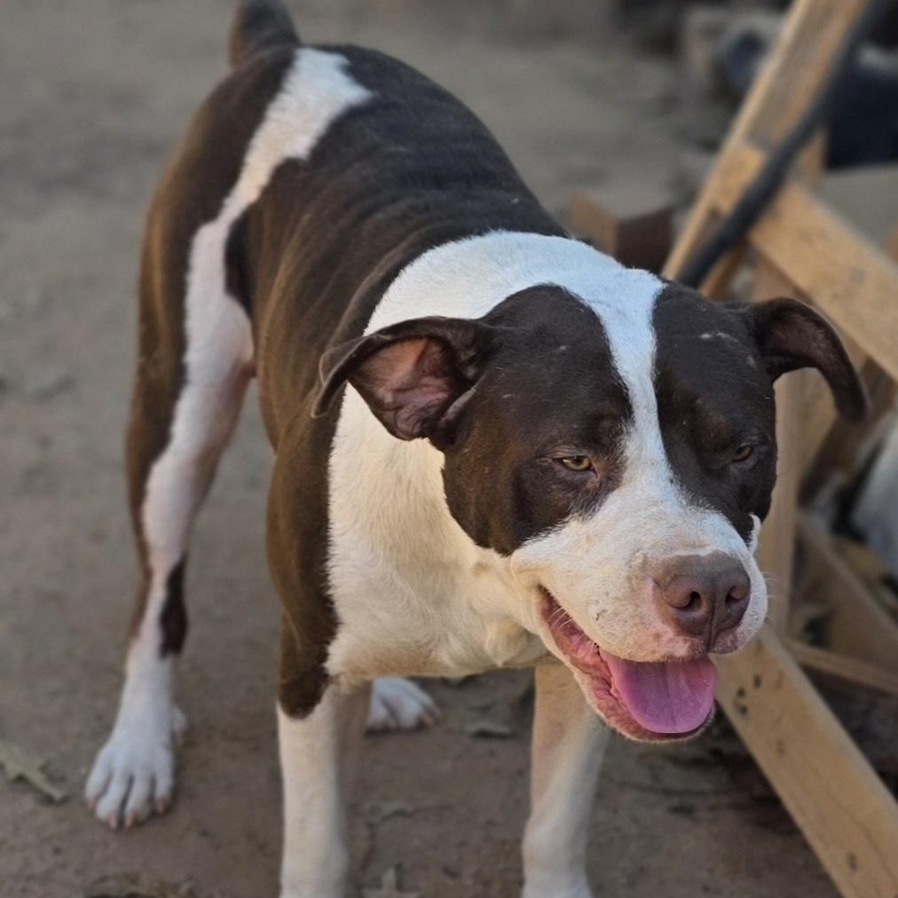 Enlarge Freddy, a Adoptable mixed breed in Bowersville, GA image 3/5
