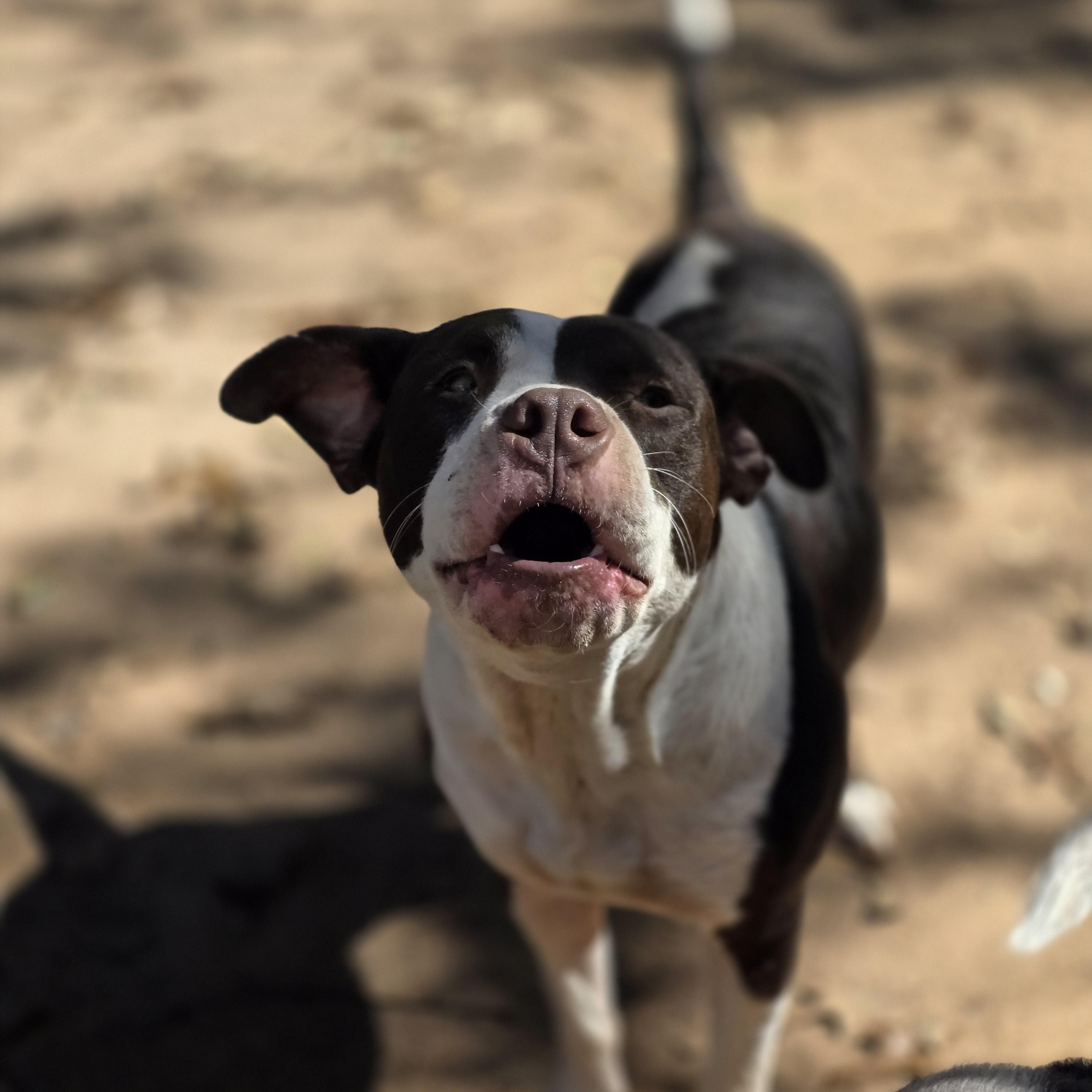 Enlarge Freddy, a Adoptable mixed breed in Bowersville, GA image 4/5