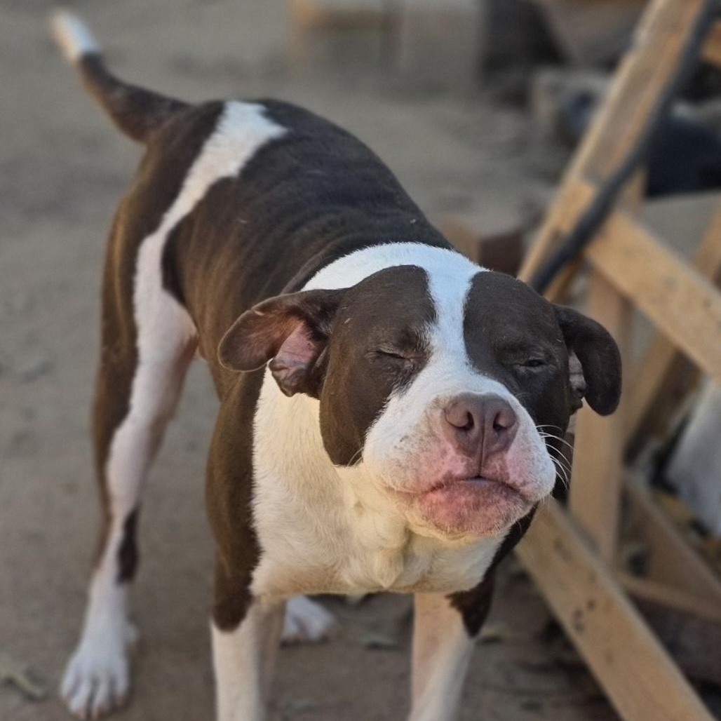 Freddy, Adoptable, Young Male Pit Bull Terrier & Boxer.