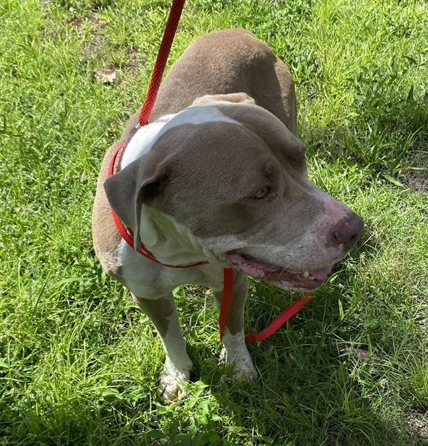 PETEY, Adoptable, Adult Male American Bulldog & Mixed Breed.