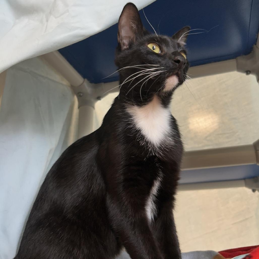 Enlarge Bootsie, a Adoptable Domestic Short Hair in Sonoma, CA image 1/6