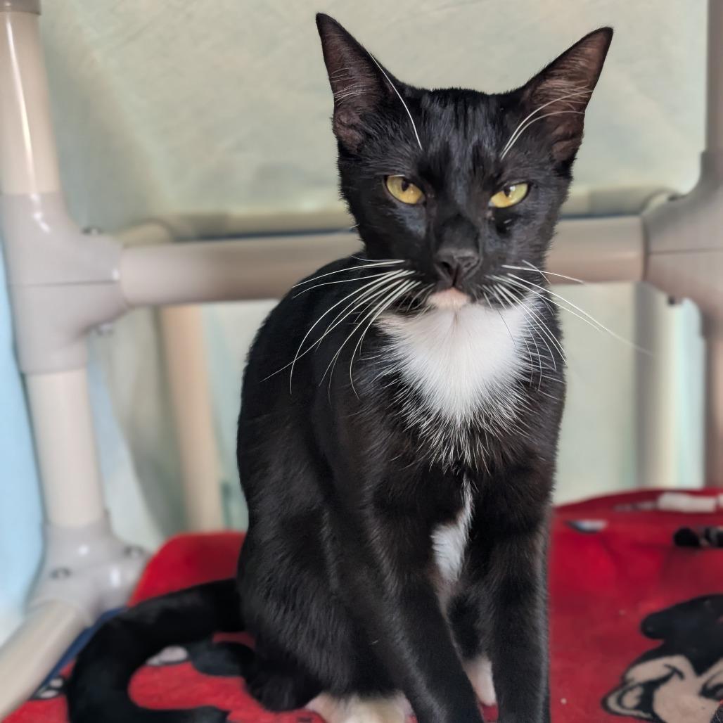 Enlarge Bootsie, a Adoptable Domestic Short Hair in Sonoma, CA image 3/6