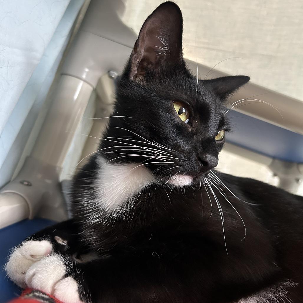 Enlarge Bootsie, a Adoptable Domestic Short Hair in Sonoma, CA image 4/6