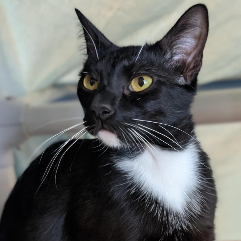 Enlarge Bootsie, a Adoptable Domestic Short Hair in Sonoma, CA image 5/6