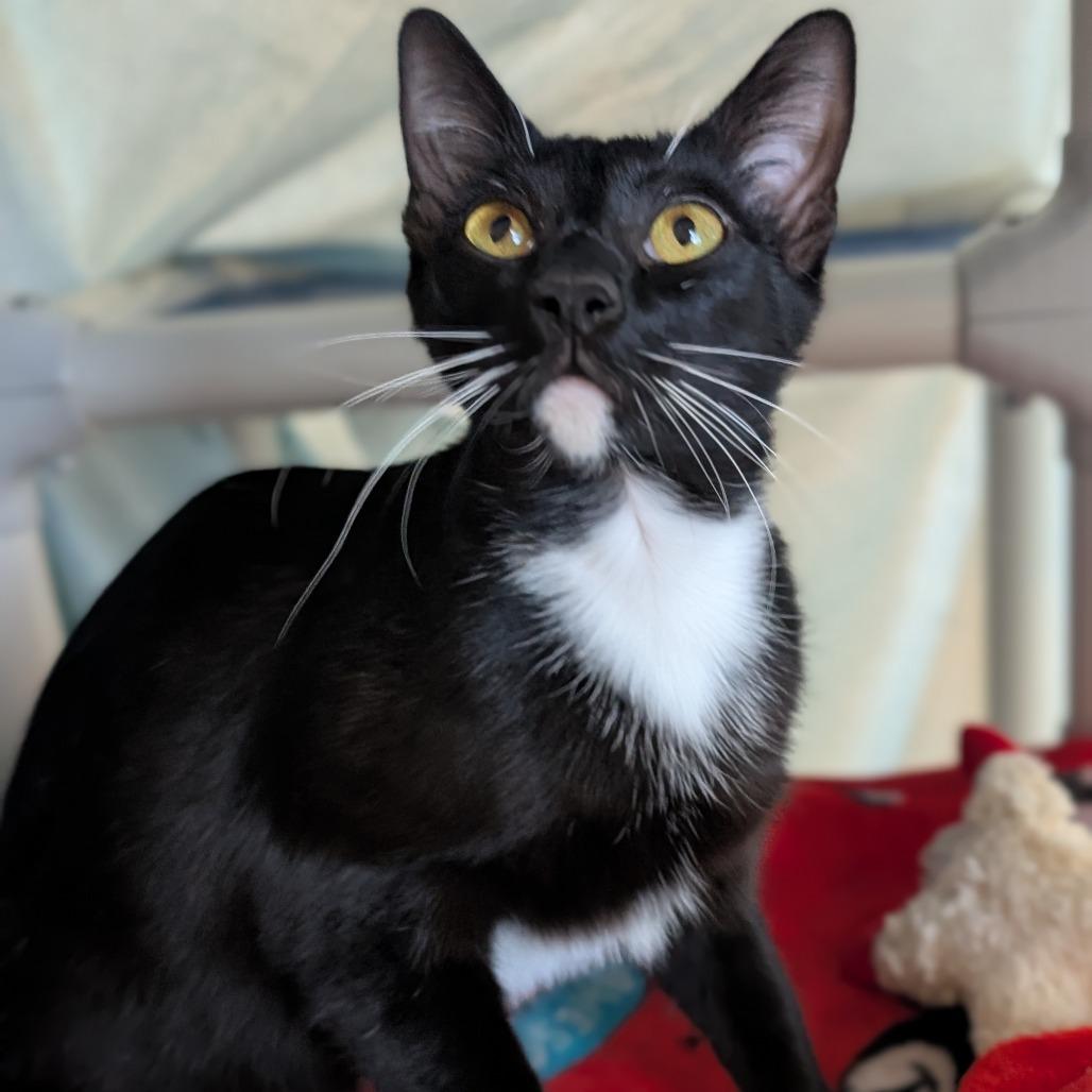 Enlarge Bootsie, a Adoptable Domestic Short Hair in Sonoma, CA image 6/6