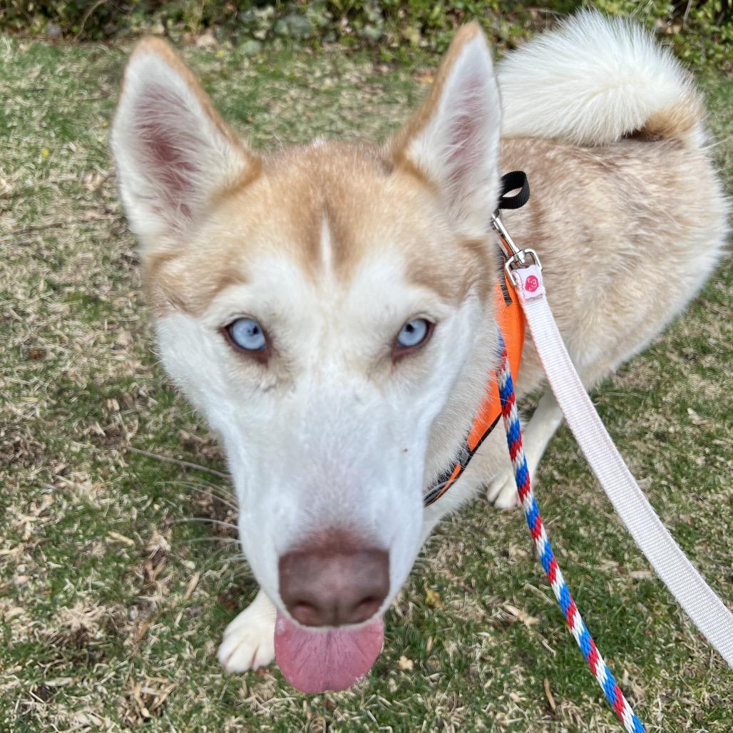 Taffy, Adoptable, Adult Female Mixed Breed.