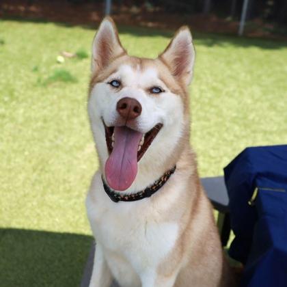 Enlarge Taffy, a Adoptable Mixed Breed in Wantagh, NY image 4/6