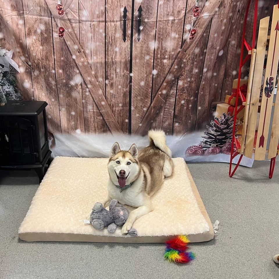 Enlarge Taffy, a Adoptable Mixed Breed in Wantagh, NY image 5/6