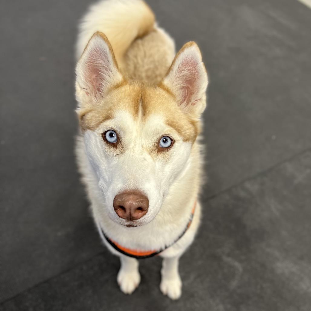 Enlarge Taffy, a Adoptable Mixed Breed in Wantagh, NY image 6/6