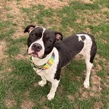Enlarge Rena, a ADOPTABLE mixed breed in Taunton, MA image 4/5
