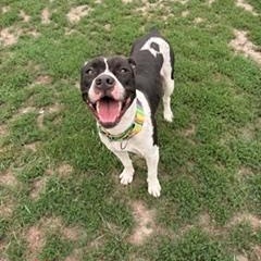 Enlarge Rena, a ADOPTABLE mixed breed in Taunton, MA image 3/5