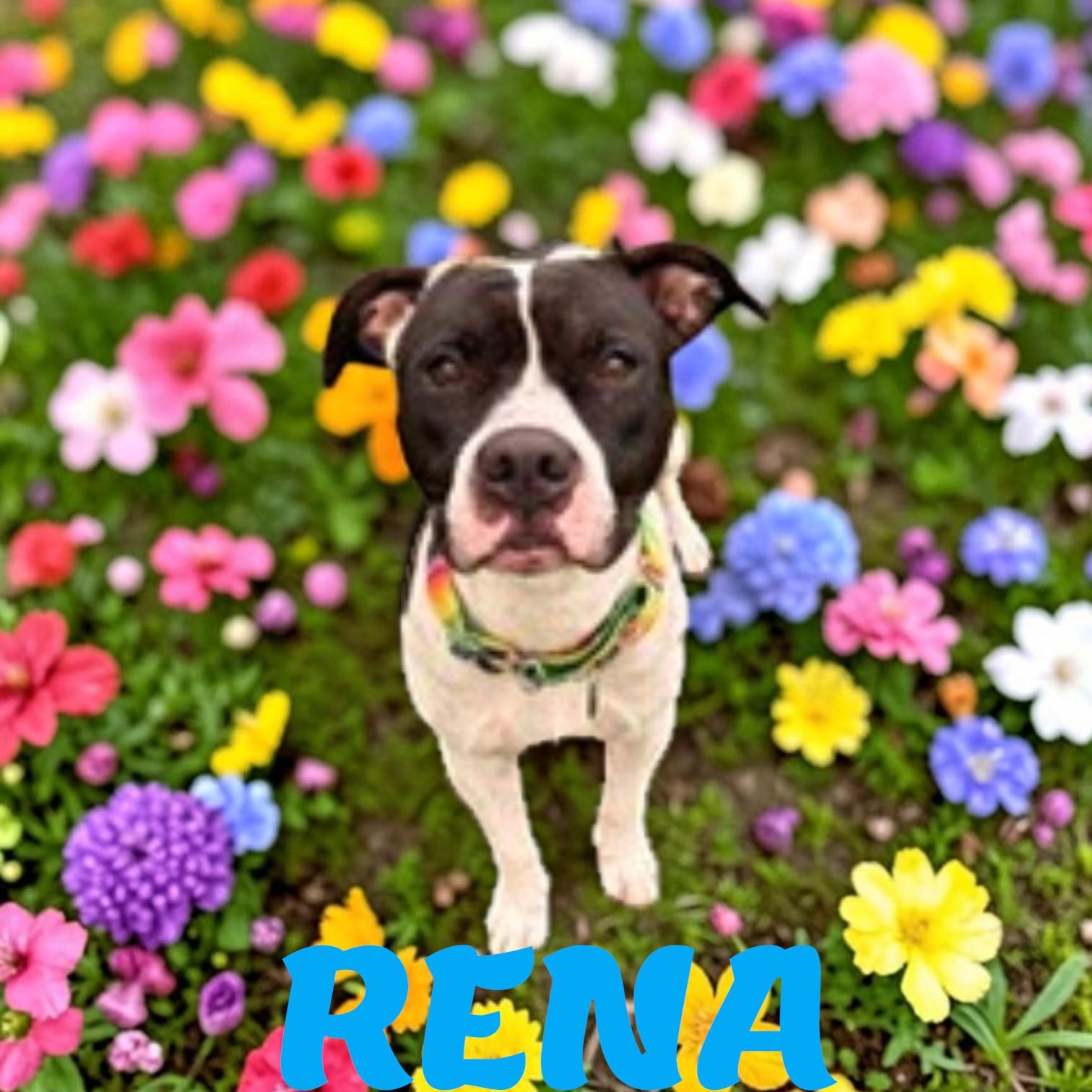 Rena, ADOPTABLE, Adult Female American Staffordshire Terrier.