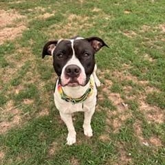 Enlarge Rena, a ADOPTABLE mixed breed in Taunton, MA image 5/5