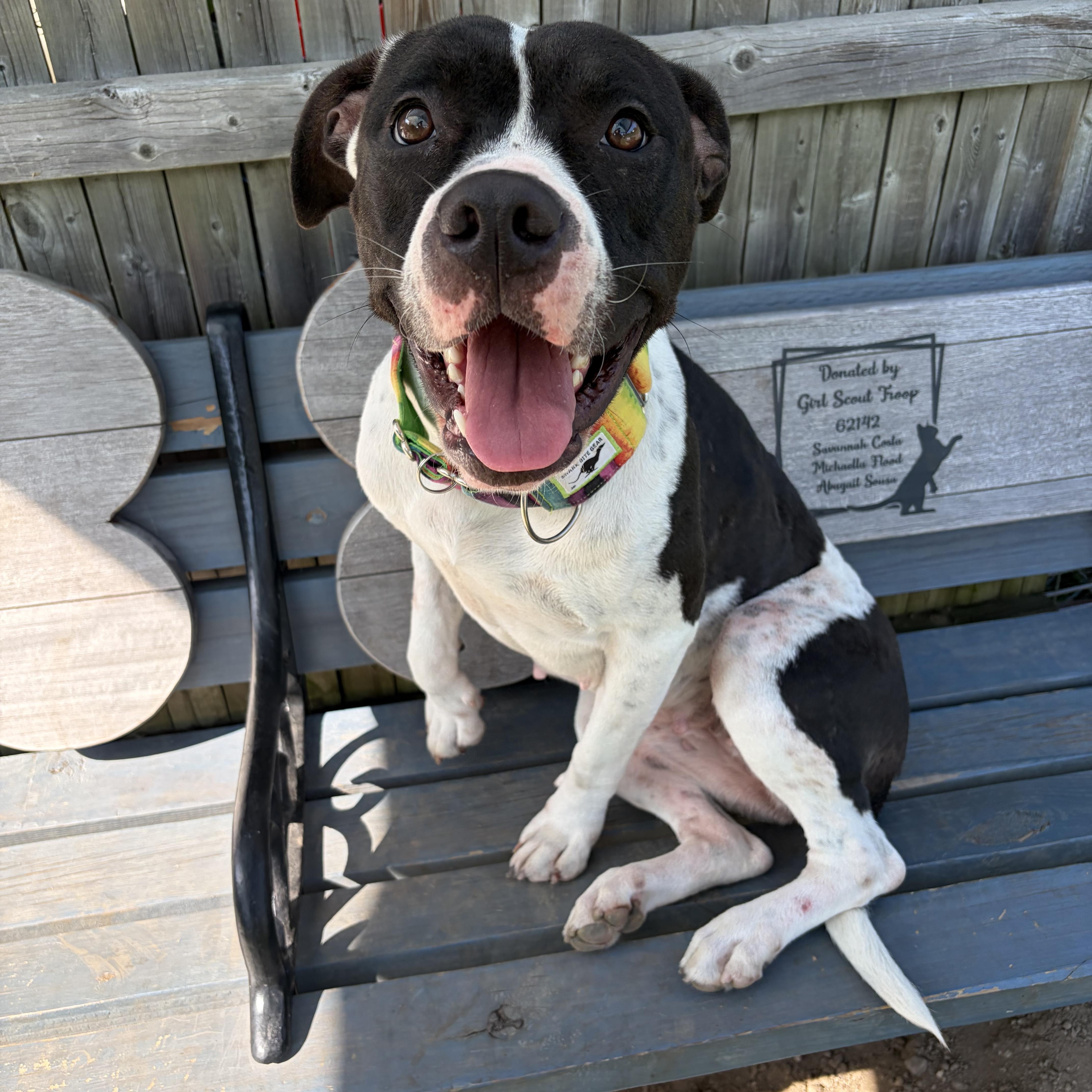 Enlarge Rena, a ADOPTABLE mixed breed in Taunton, MA image 2/5