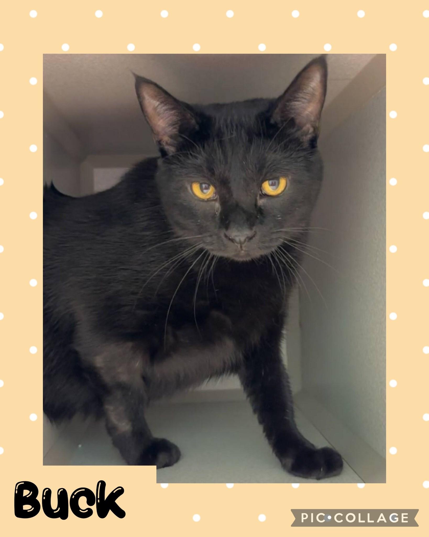 Buck, an adoptable Domestic Short Hair in Iron River, MI, 49935 | Photo Image 1