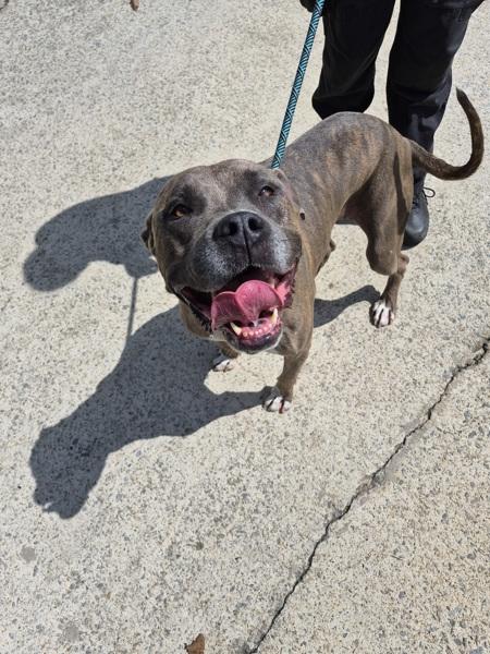 Enlarge Pen 134 Yoshi Hw+, a Adoptable mixed breed in Lawrenceville, GA image 1/1