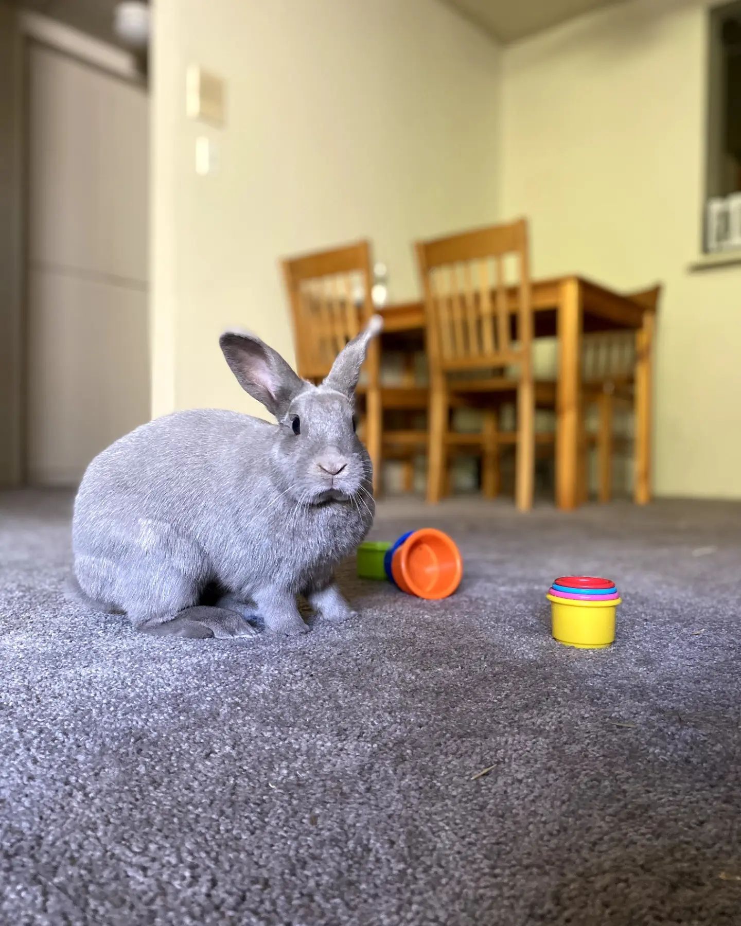 Ocean, a Adoptable American in Los Angeles, CA image 2/8