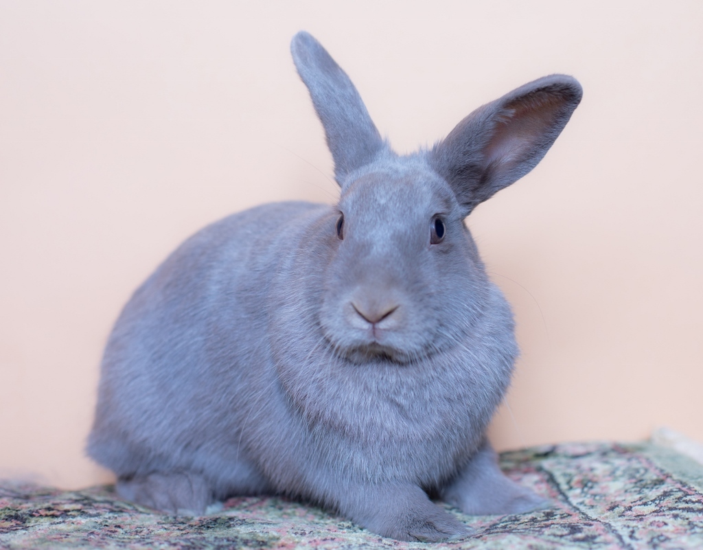 Ocean, a Adoptable American in Los Angeles, CA image 3/8