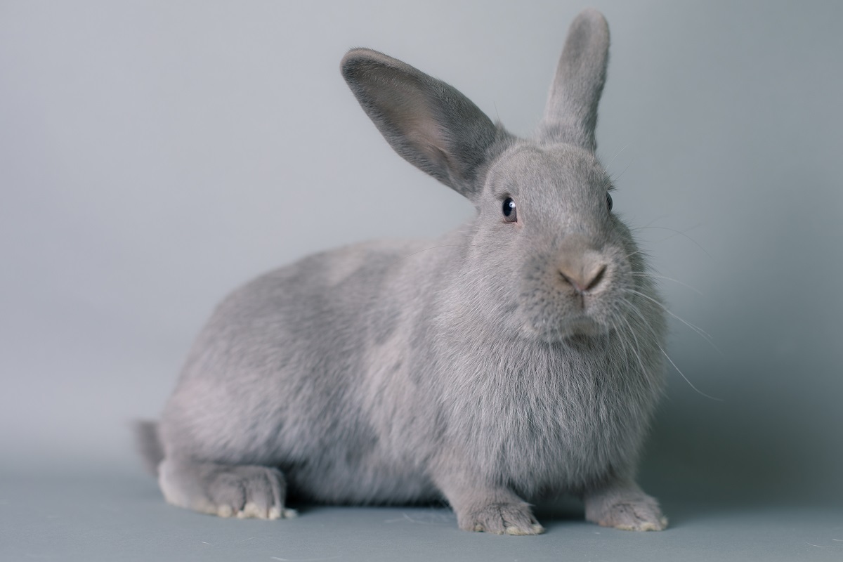 Ocean, a Adoptable American in Los Angeles, CA image 4/8