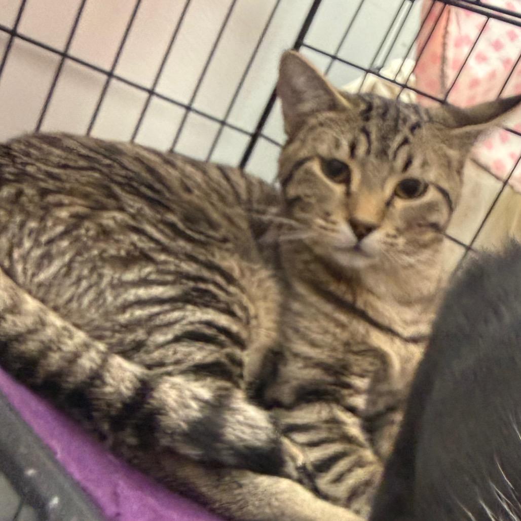 Clarence, Adoptable, Young Male Domestic Short Hair.