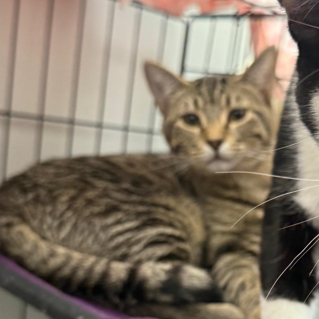 Enlarge Clarence, a Adoptable Domestic Short Hair in Normal, IL image 2/6