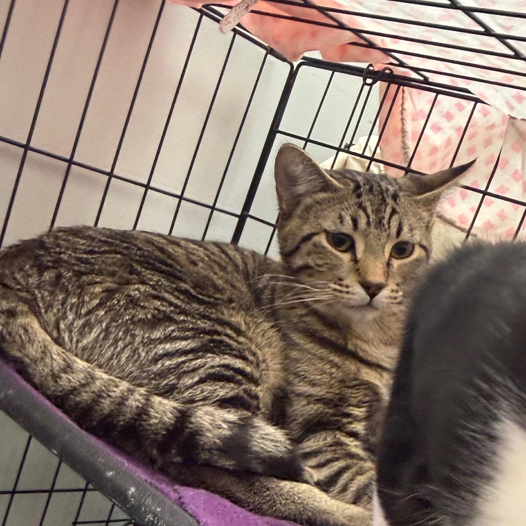 Enlarge Clarence, a Adoptable Domestic Short Hair in Normal, IL image 3/6