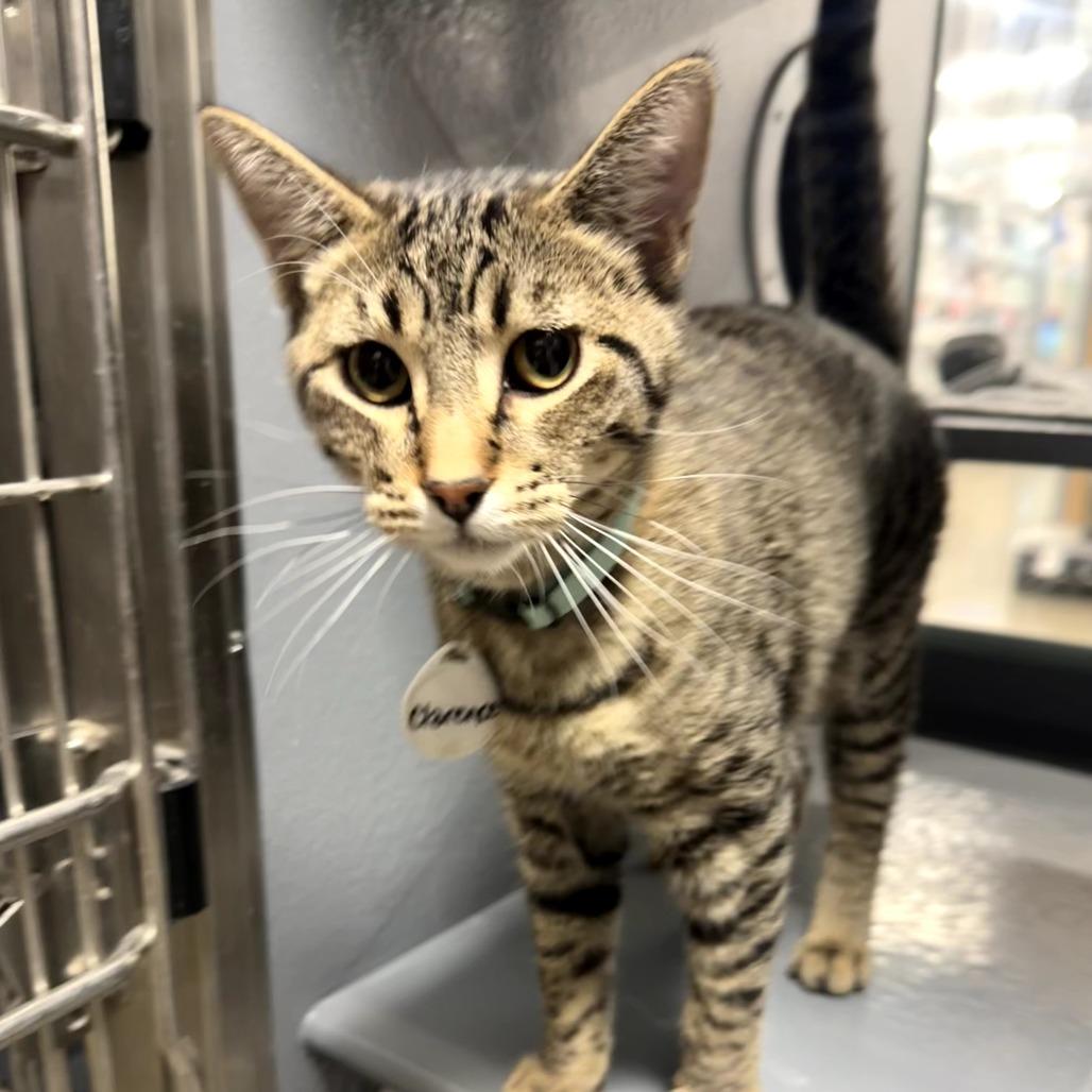 Enlarge Clarence, a Adoptable Domestic Short Hair in Normal, IL image 4/6