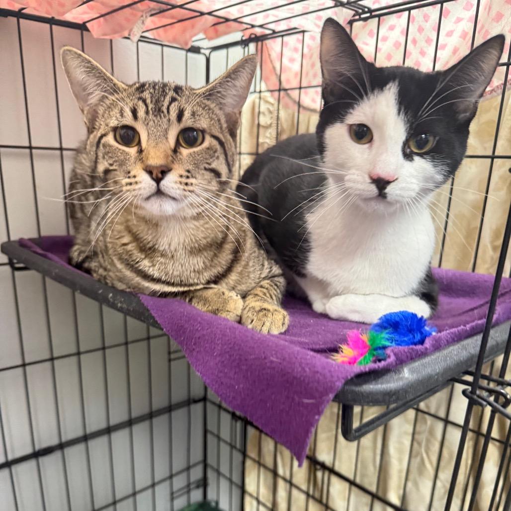 Enlarge Clarence, a Adoptable Domestic Short Hair in Normal, IL image 5/6