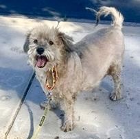 Teddy, a ADOPTABLE mixed breed in Gilbert, AZ image 1/2
