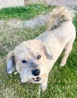 Teddy, a ADOPTABLE mixed breed in Gilbert, AZ image 2/2