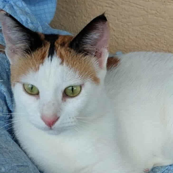 Rosaline- Nidhi, an adopted Turkish Van in Brampton, ON image 1/6