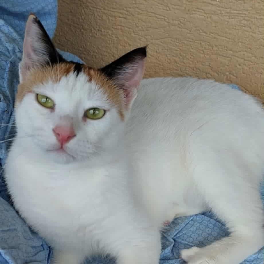 Rosaline- Nidhi, an adopted Turkish Van in Brampton, ON image 2/6